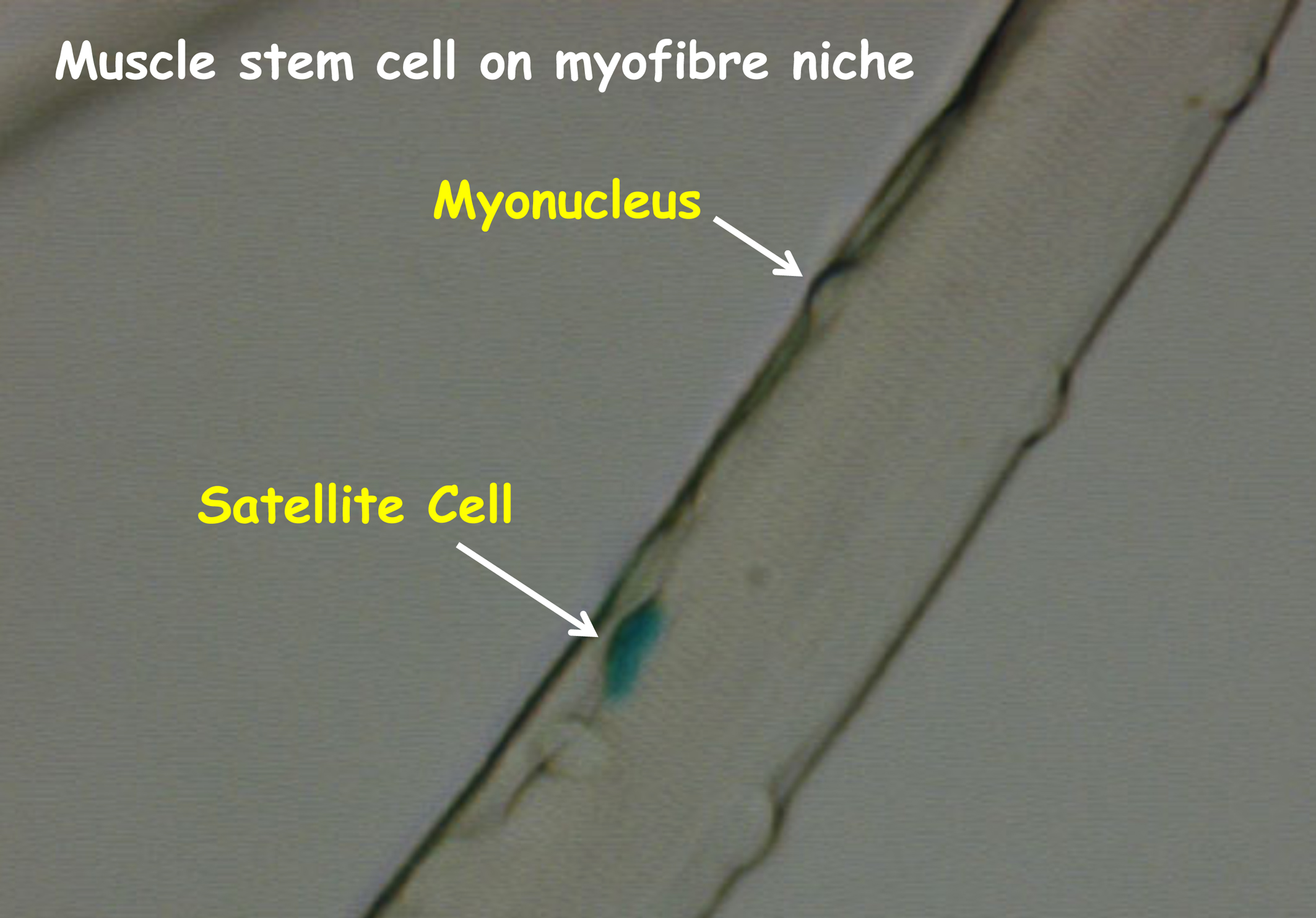 Satellite cell on muscle fibre