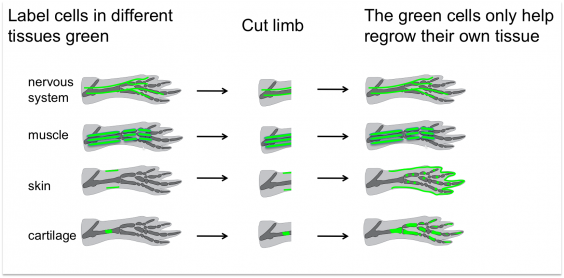 Example Of Regeneration