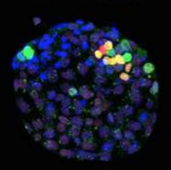 human stem cells