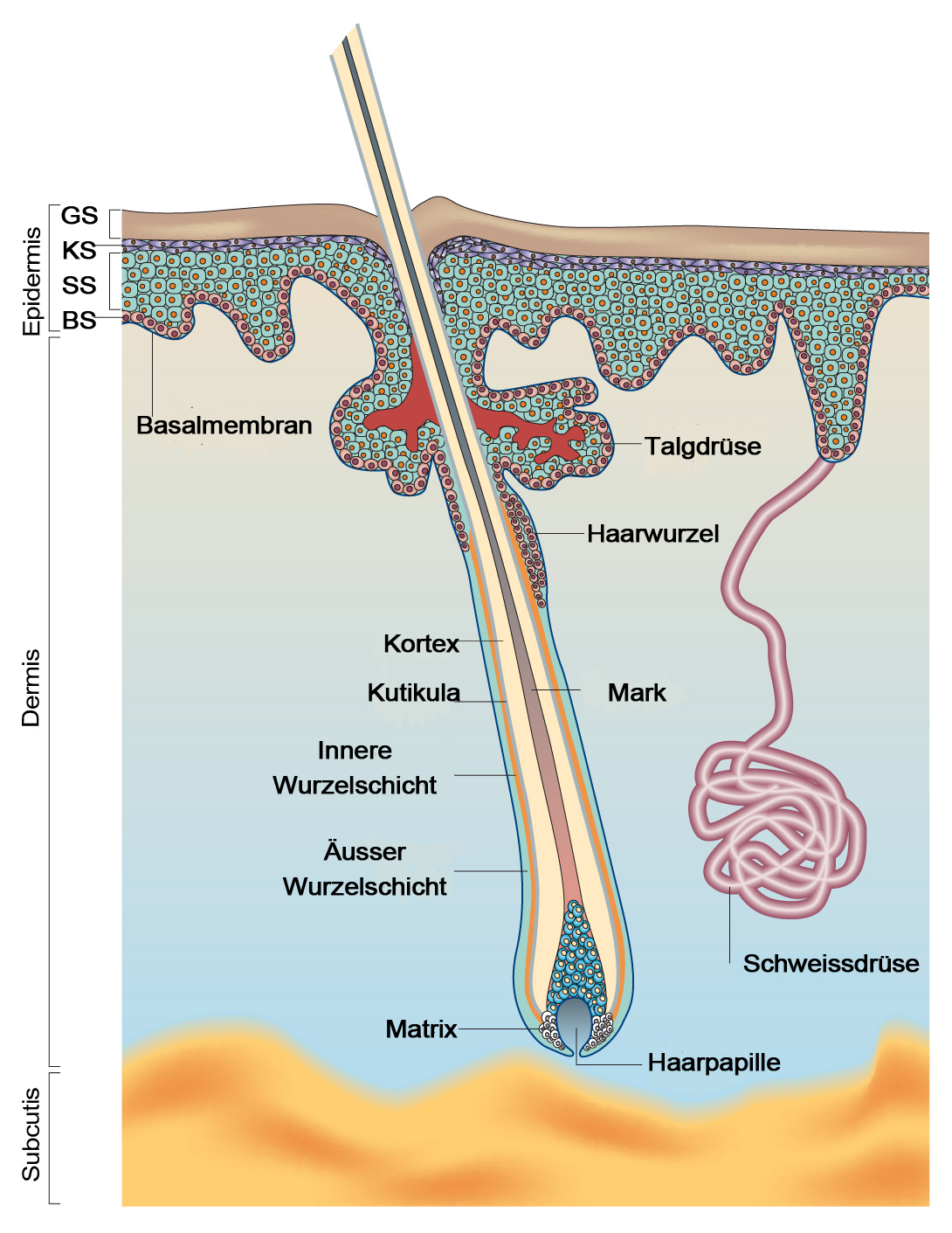 Skin structure diagram