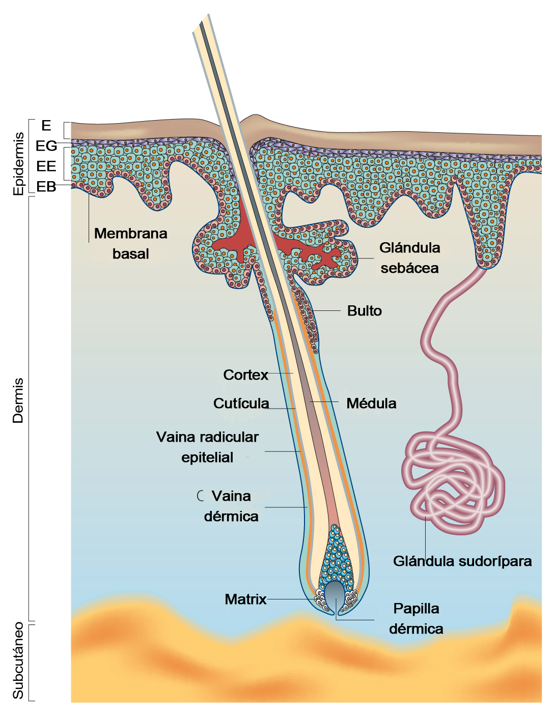 Skin structure diagram