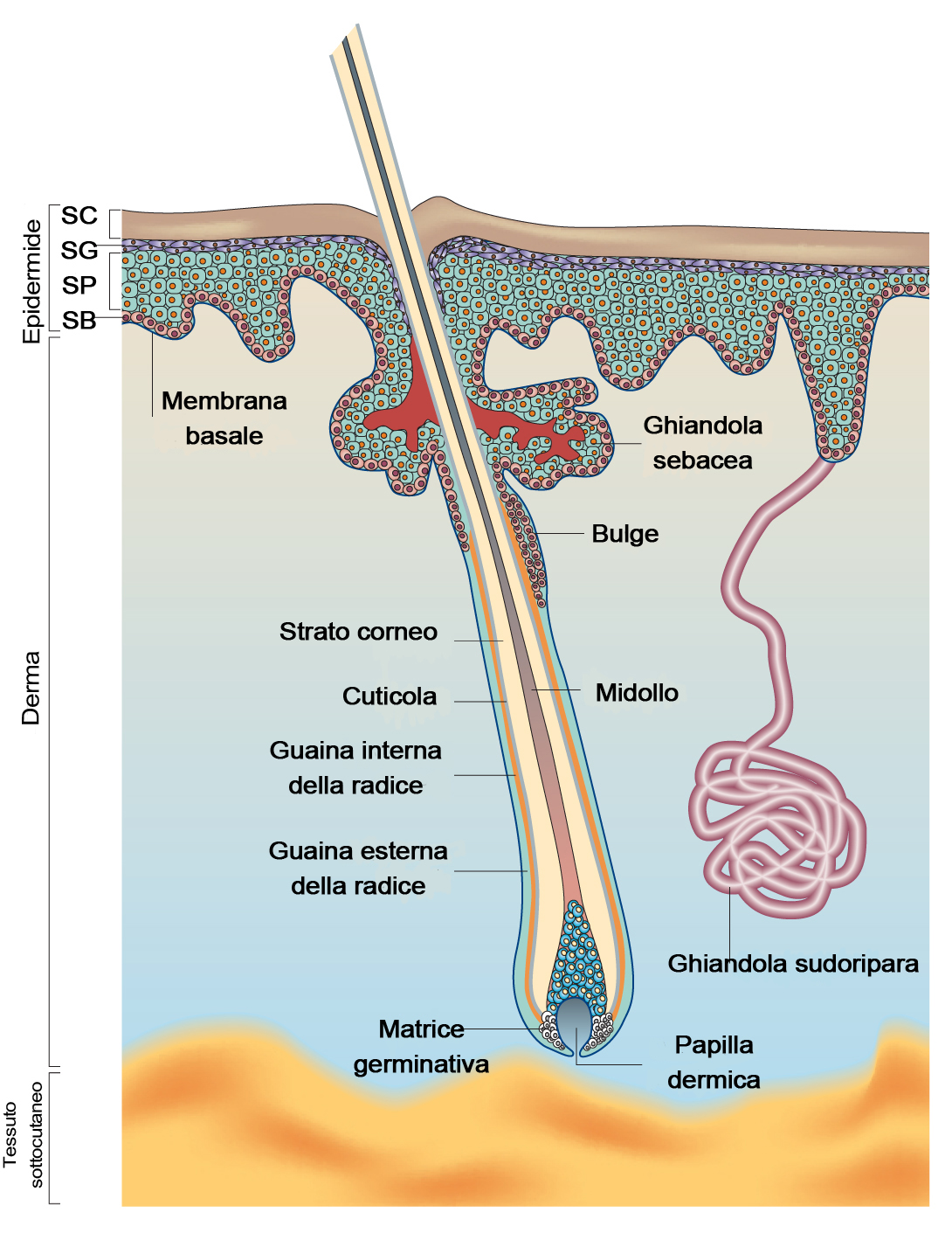 Skin structure diagram