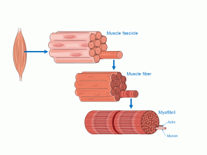 skeletal muscles