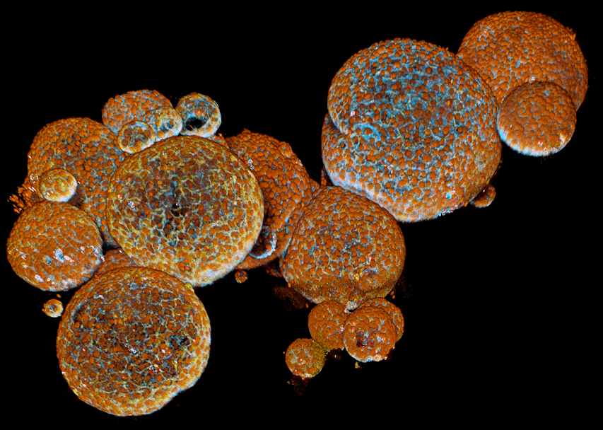 Snake gland organoids