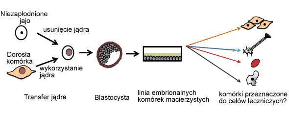 Klonowanie terapeutyczne