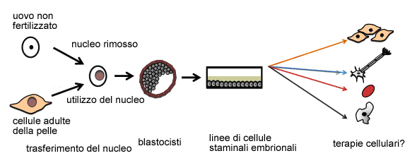 Therapeutic cloning diagram