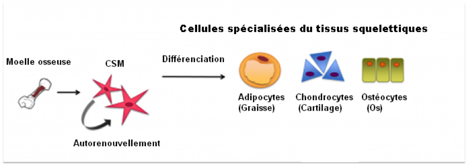 Différenciation des cellules souches mésenchymateuses