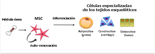 Diferenciación de células madre mesenquimales