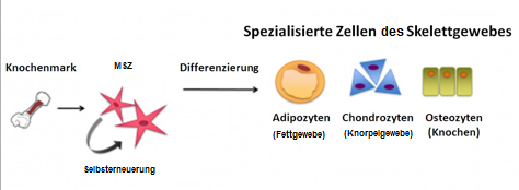 Differenzierungspotential von Mesenchymalen Stammzellen