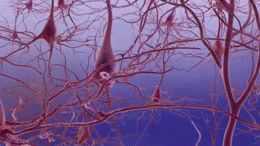 Alzheimer's disease neuron death