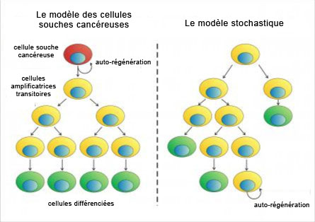 Théories du cancer