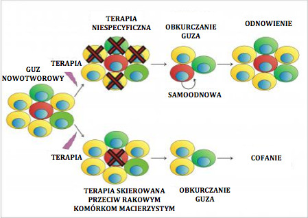 Rakowe komórki macierzyste i terapia