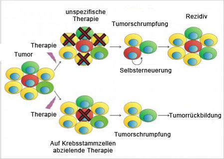 Krebsstammzellen und Therapie