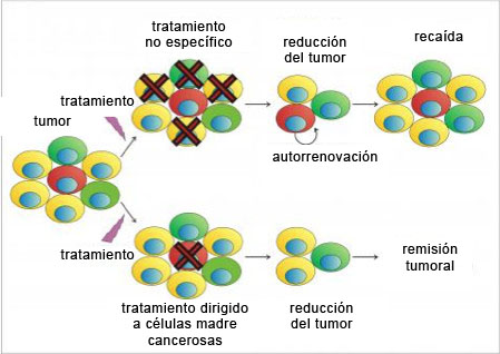 Células madre cancerígenas y terapia