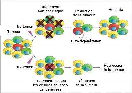 Cellules souche du cancer et thérapie