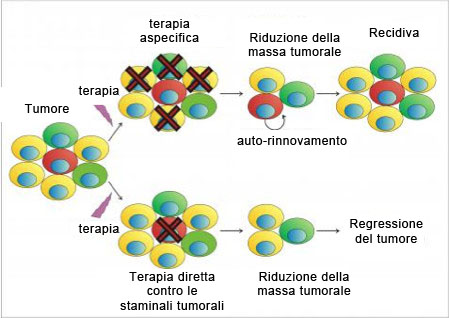 Cellule staminali tumorali e terapia