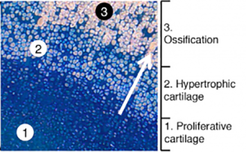 cell differentiation