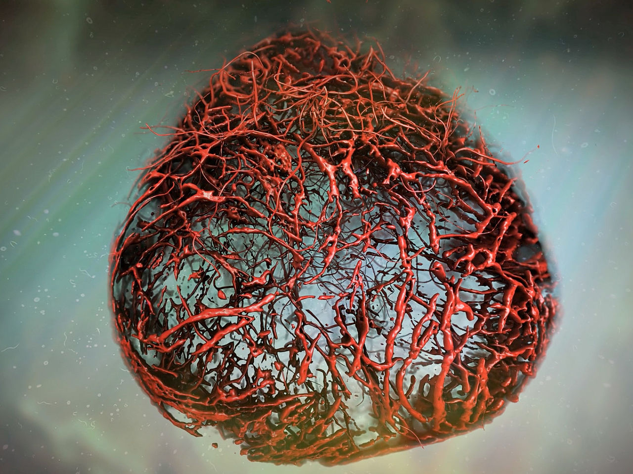 vascular organoid