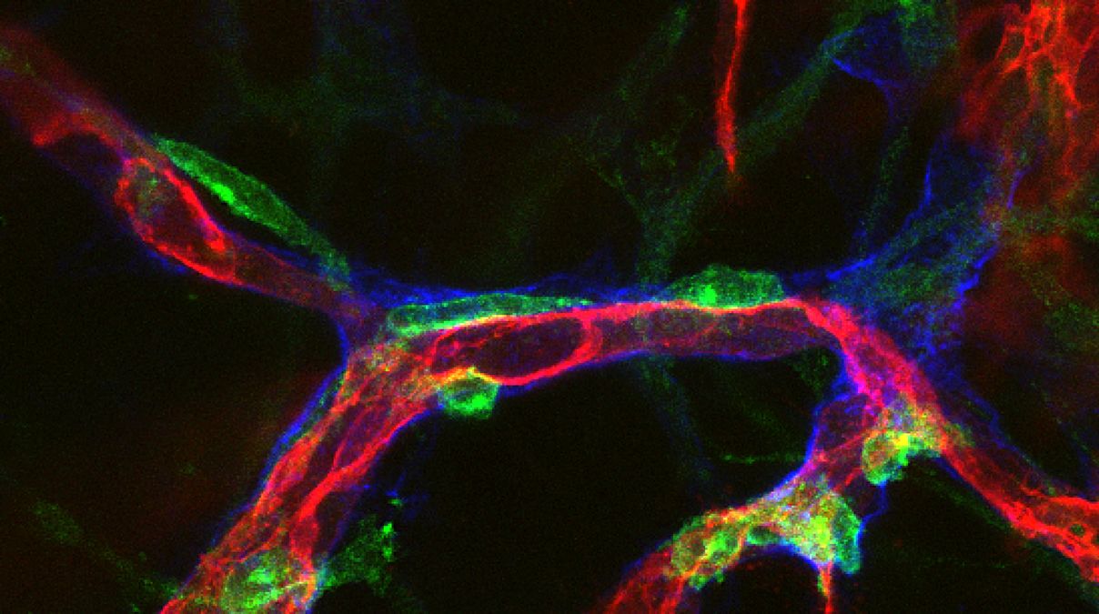 Vascular organoids