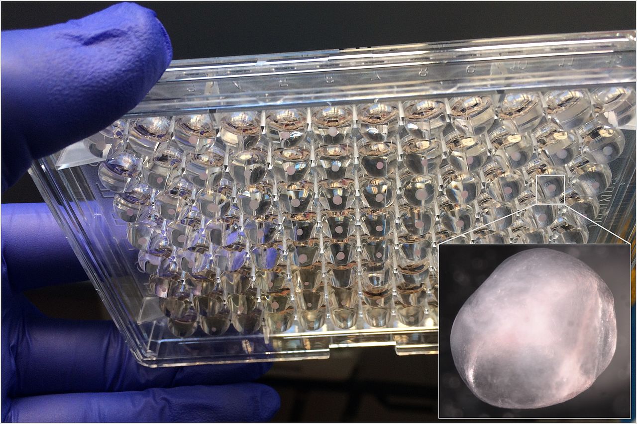 vascular organoids lab