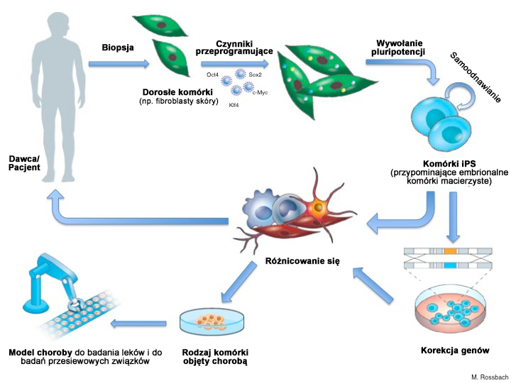 Komórki iPS - pochodzenie i zastosowanie