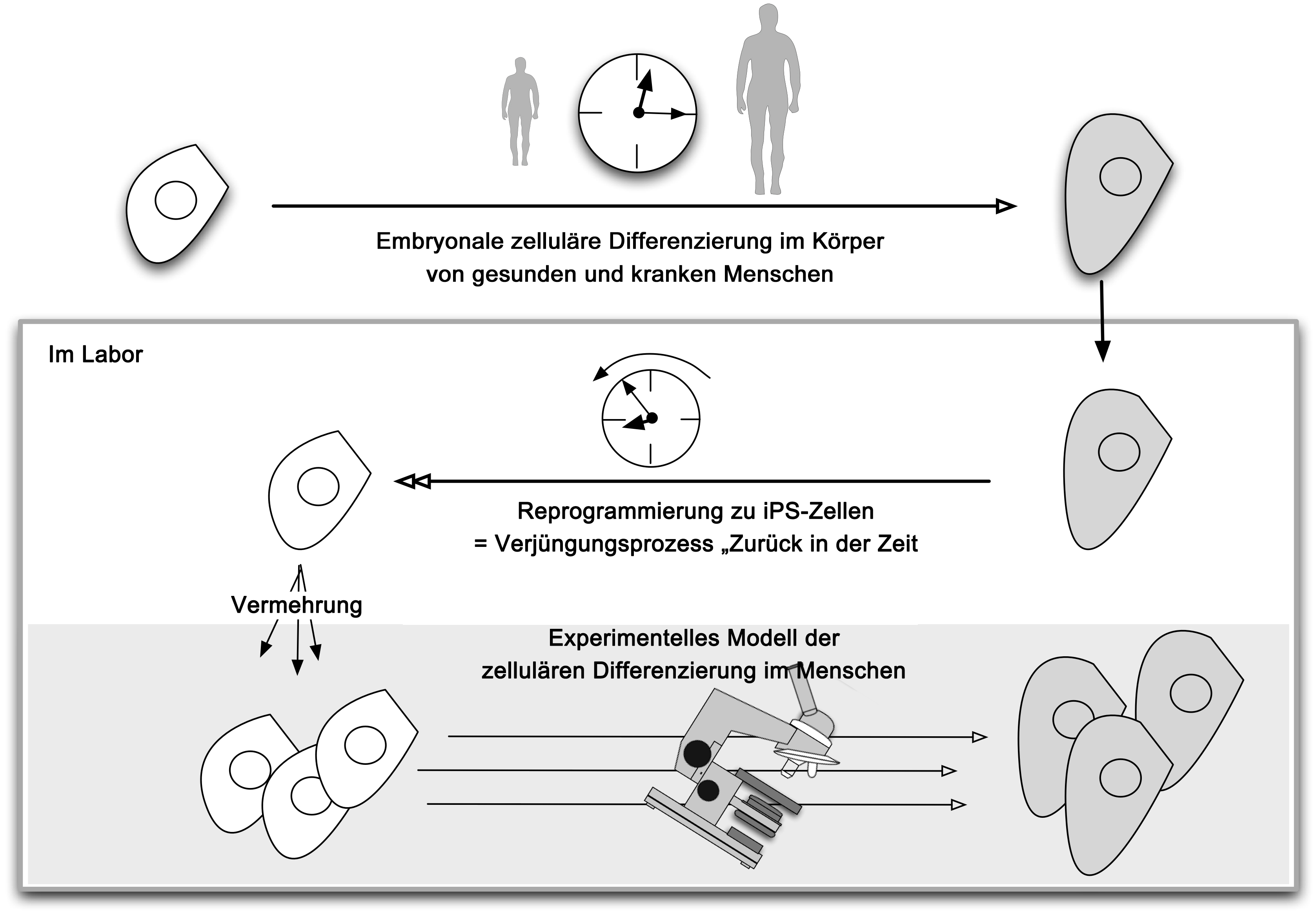 Modellierung von Krankheiten mit iPS Zellen