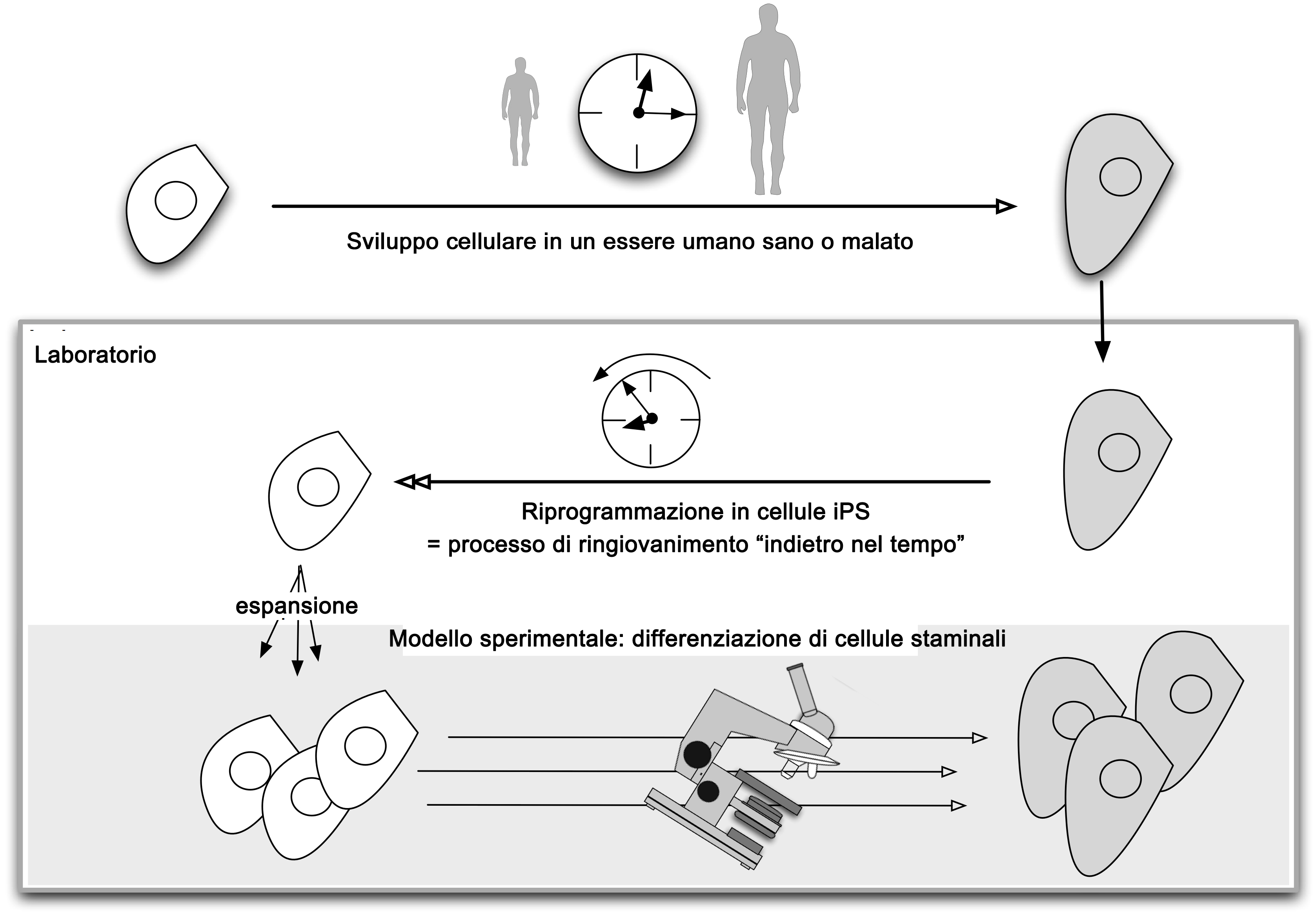 Modellare malattie con cellule iPS