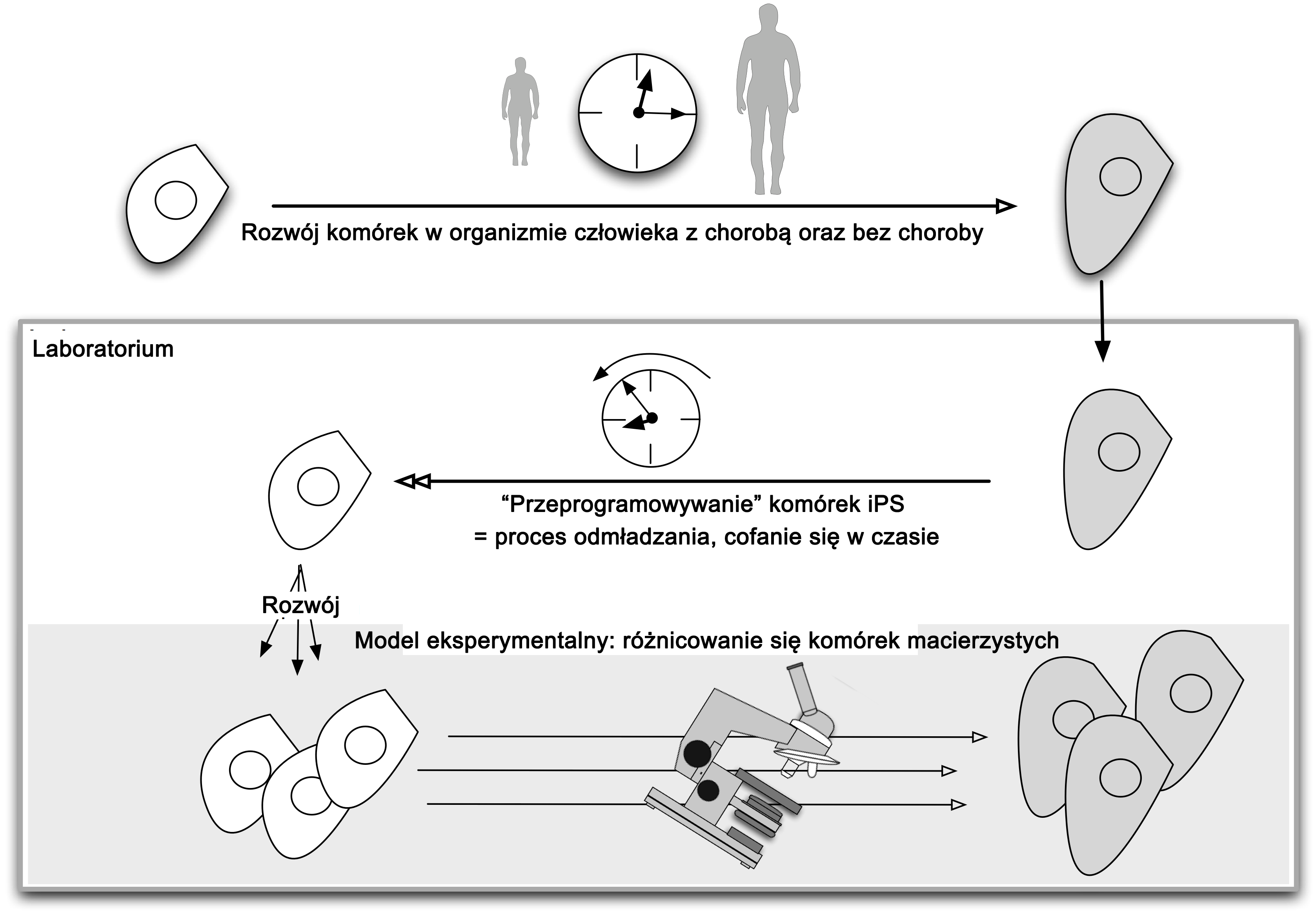 Disease modelling diagram