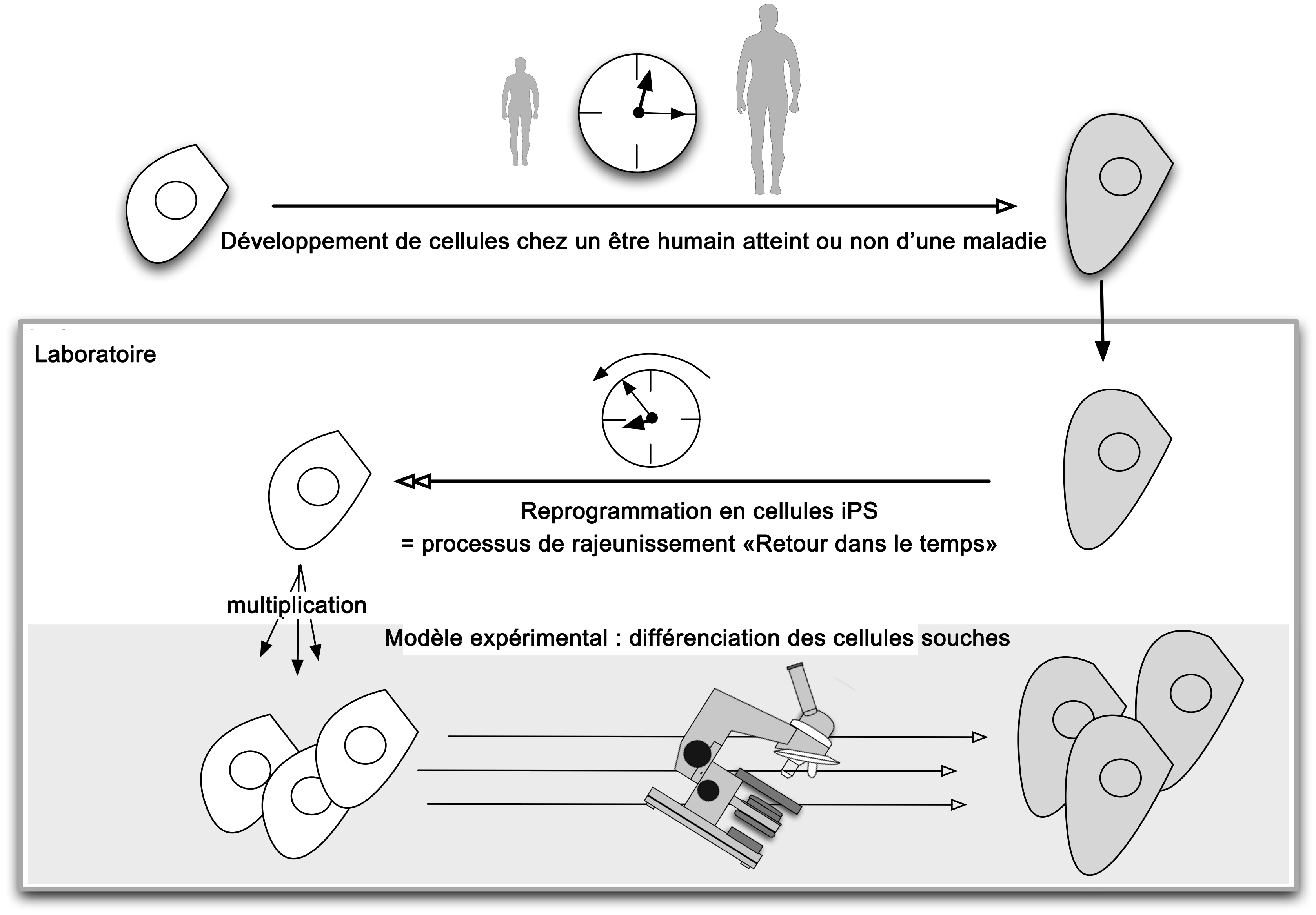 Modélisation d’une maladie à l’aide de cellules iPS