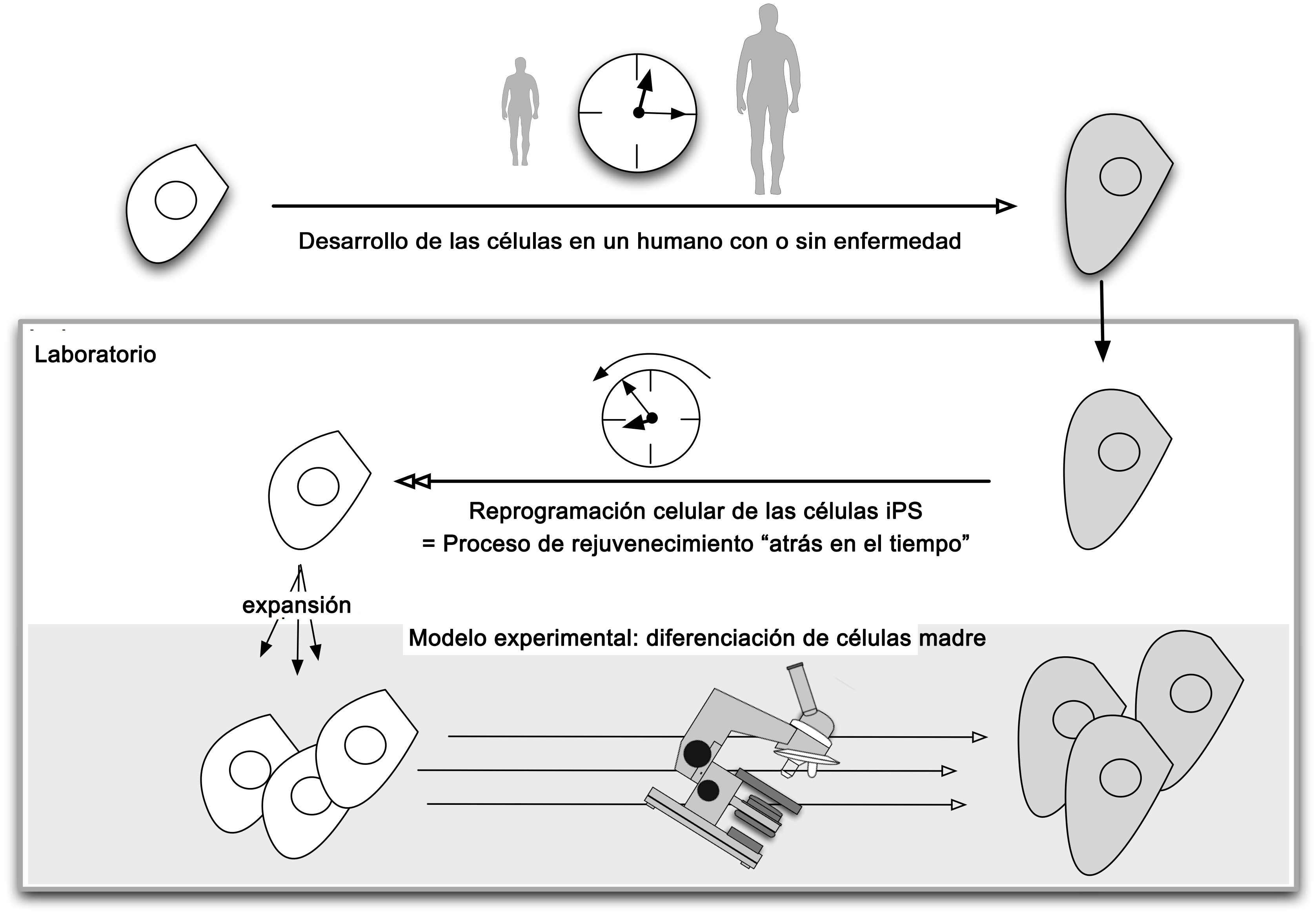 Modelaje de enfermedades con células iPS