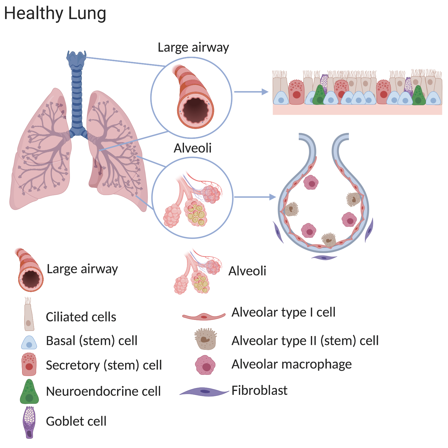 Diagram of stem cells in a healthy lung