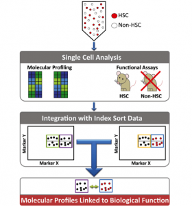 graphical abstract