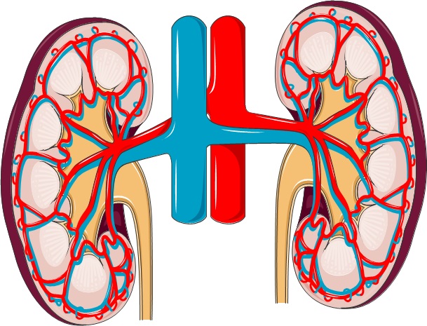 Maladies Renales Comment Les Cellules Souches Pourraient Elles