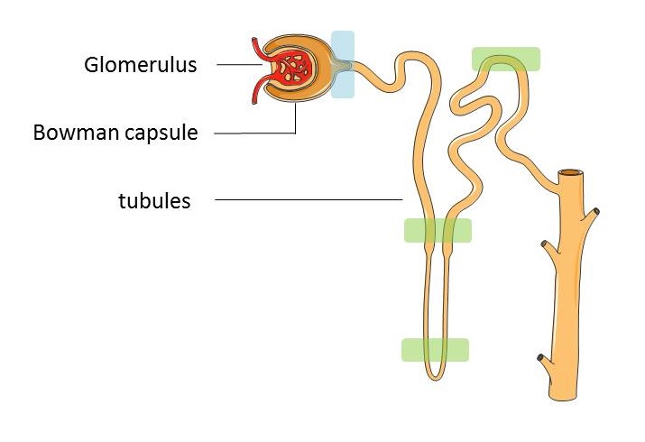 The nephron