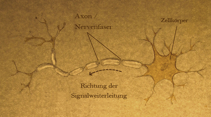 Nerve cell drawing