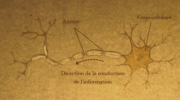 Nerve cell drawing