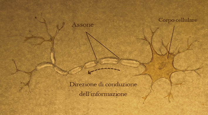 Nerve cell drawing