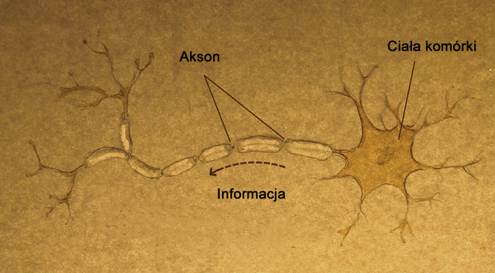 Nerve cell drawing