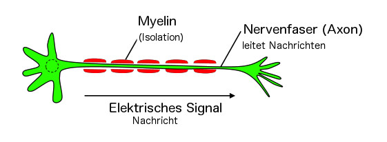 Nervenzelle