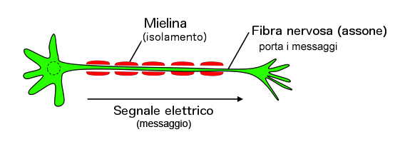 Cellula nervosa