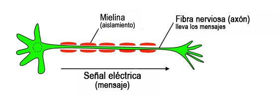 Célula nerviosa 