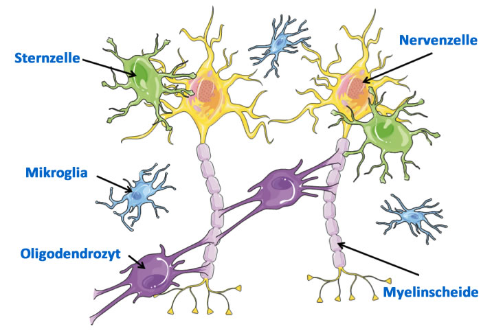 Einige Beispiele von Zellarten im Gehirn