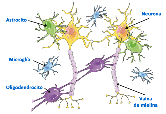 células neurales