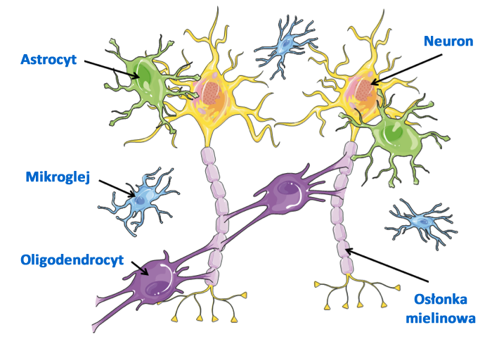 Przykłady komórek obecnych w mózgu