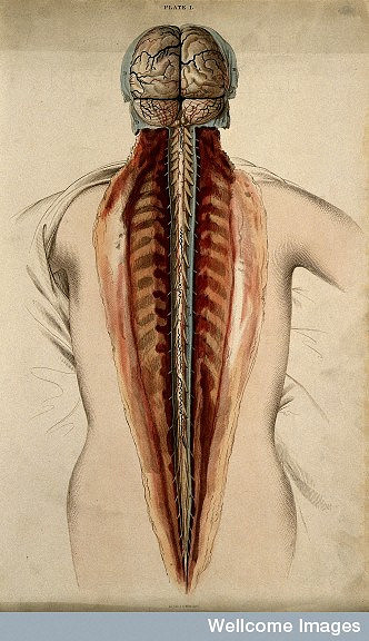 Brain and spinal cord