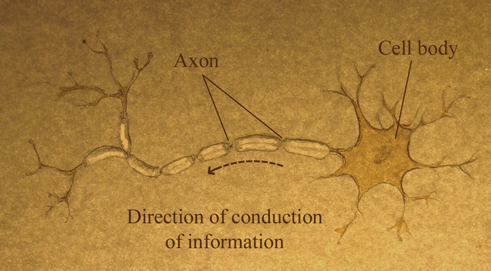 Nerve cell drawing