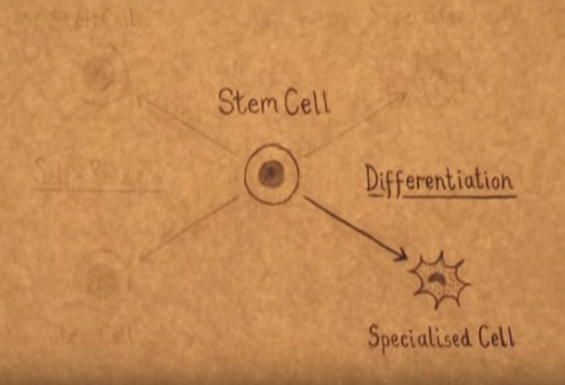 What is cloning, and what does it have to do with stem cell research? |  Eurostemcell