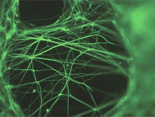 Cellules nerveuses cultivées en laboratoire
