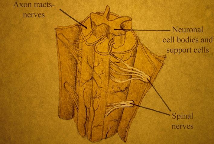 Spinal cord drawing