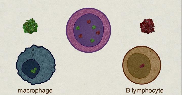 Illustration of cells